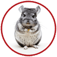Činčila-Degu