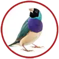 Egzote